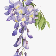 Схема вышивки «Глициния»