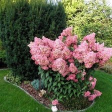 Схема вышивки «Метельчатая гортензия»