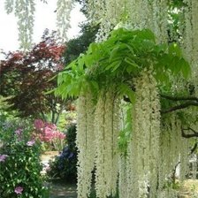 Схема вышивки «Цветочный водопад»