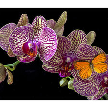 Схема вышивки «Серия "Орхидеи"»