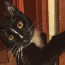 Схема вышивки «Стив 2»