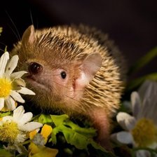 Схема вышивки «ежик 4»