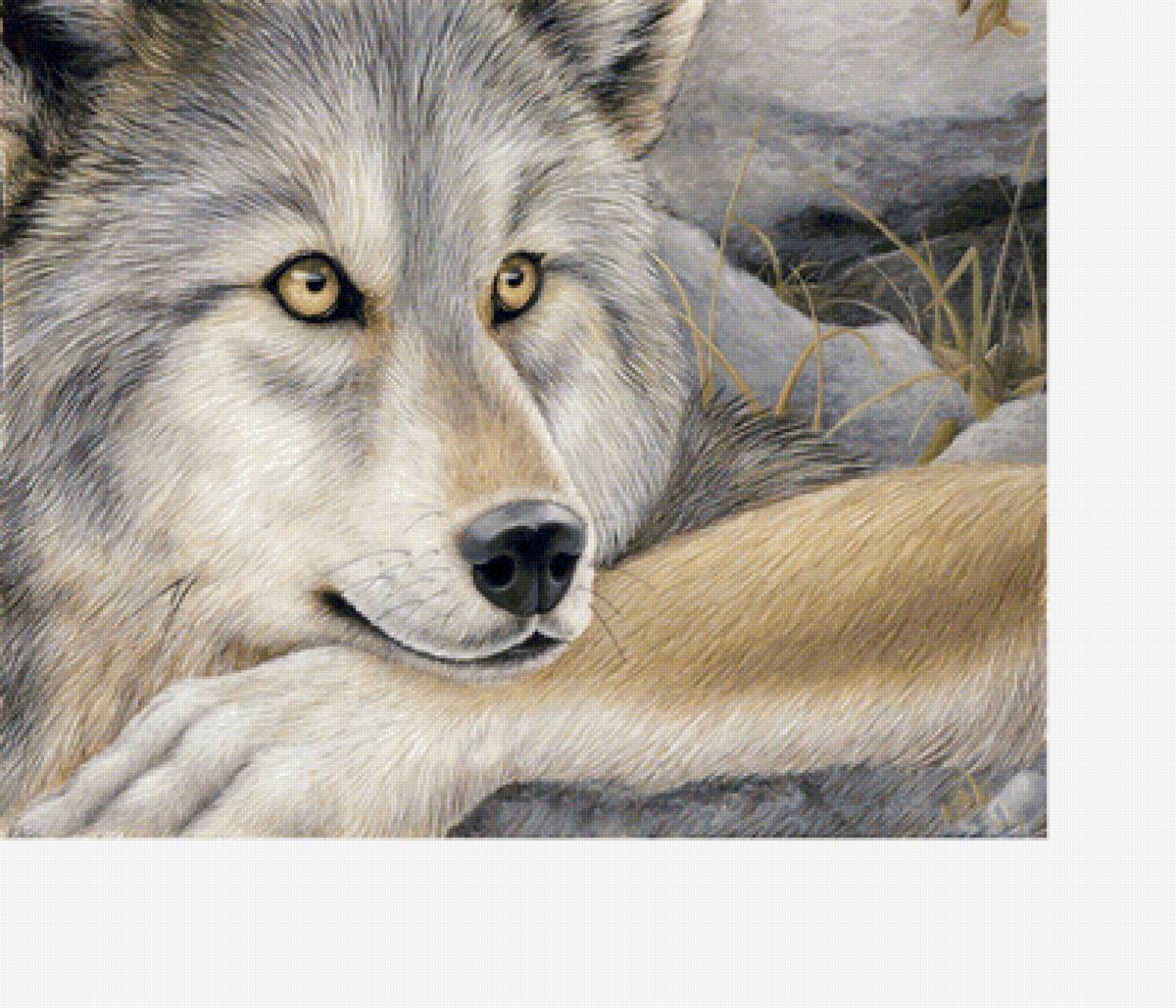 Волк - животные, звери - предпросмотр