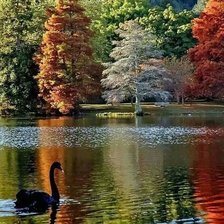 Схема вышивки «Черная лебедь»