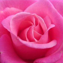 Схема вышивки «роза»