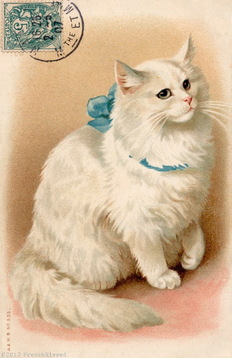 Белая кошка - кошка - оригинал