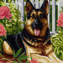 Овчарка в саду