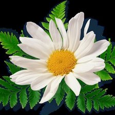 Схема вышивки «ромашка»