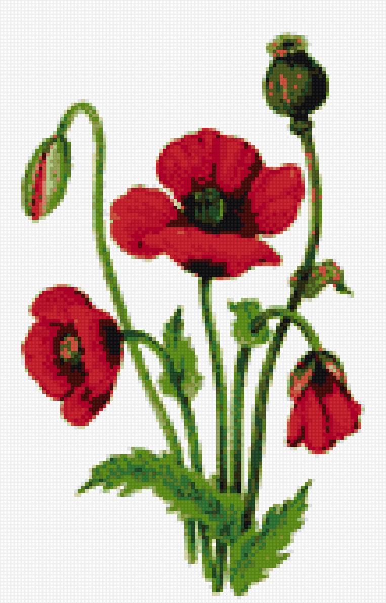 маки - предпросмотр