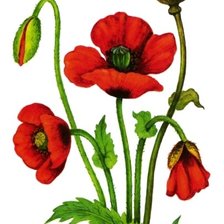 Схема вышивки «маки»