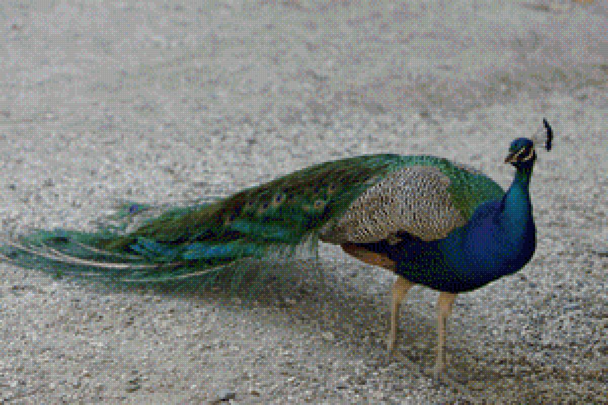 Павлин - павлины, птицы, павлин - предпросмотр