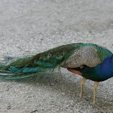 Схема вышивки «Павлин»