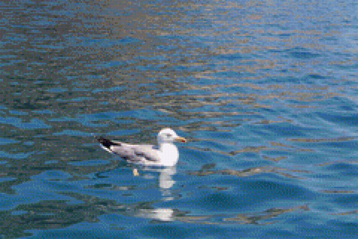 Море - море, чайка, птицы - предпросмотр