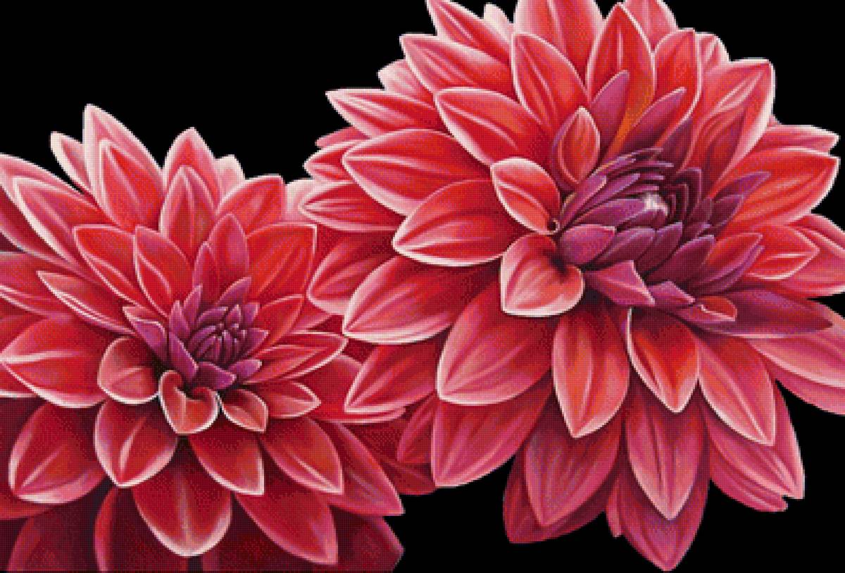 Астры - на черном, цветы, розовые цветы - предпросмотр