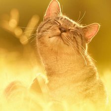 Схема вышивки «Довольный кот»