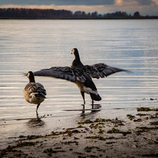 Схема вышивки «Казарка на Галичском озере (Костромская область)»