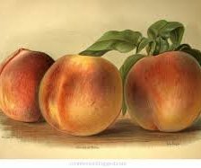 Схема вышивки «Натюрморт с персиками»