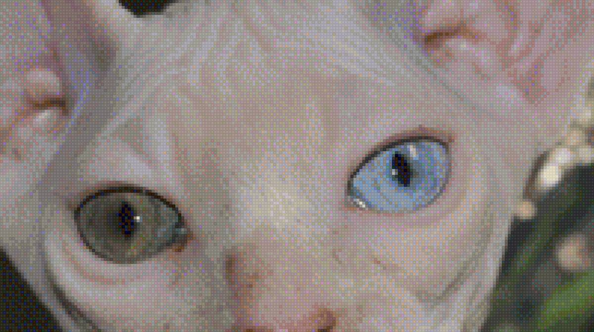 Глаза Сфиинкса - кошки, сфинкс, глаза - предпросмотр