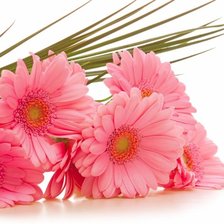 Схема вышивки «Герберы»