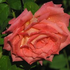 Схема вышивки «розы»