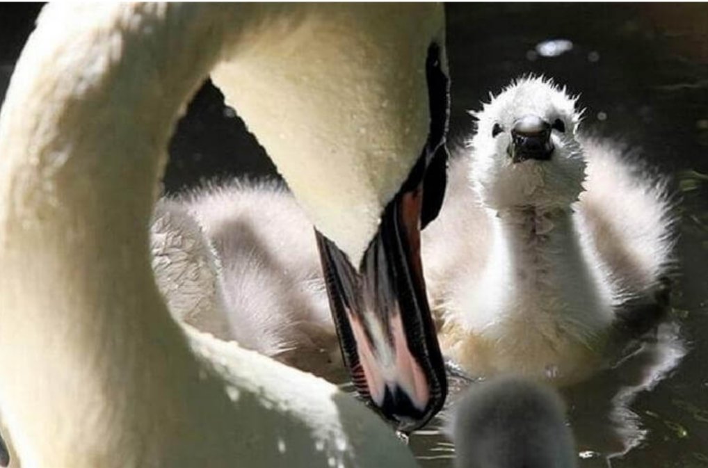 Мамулечка - картина - оригинал