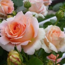 Схема вышивки «Розы»