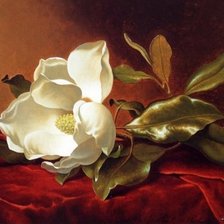 Веточка магнолии