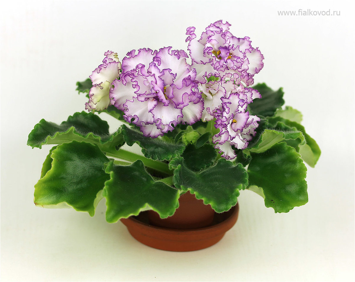 Фиалочка -красавица - листья с каймой, цветы с каймой - оригинал