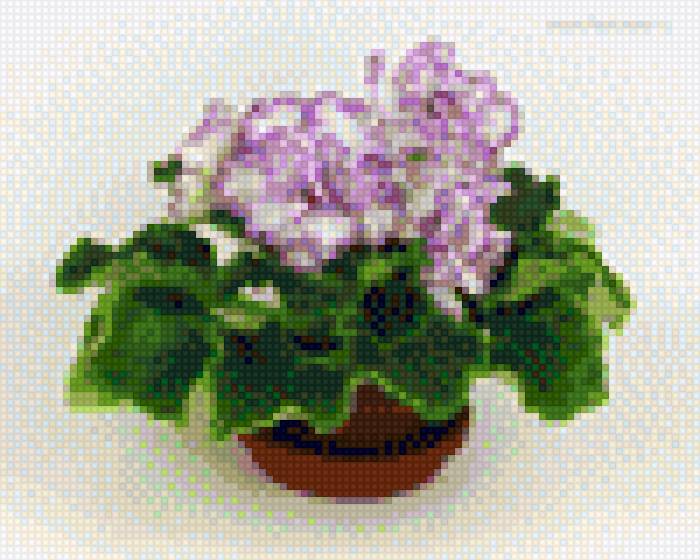 Фиалочка -красавица - листья с каймой, цветы с каймой - предпросмотр