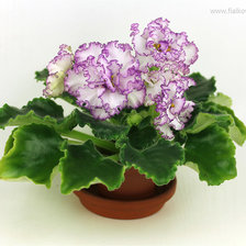 Схема вышивки «Фиалочка -красавица»