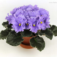 Схема вышивки «Сиренево-голубое чудо»