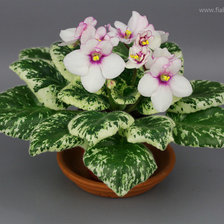 Схема вышивки «Пестролистная белоснежка»