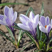 Схема вышивки «первоцветы»