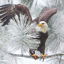 Схема вышивки «Серия "Птицы"»