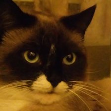 Схема вышивки «Кот»