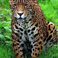 Схема вышивки «леопард»