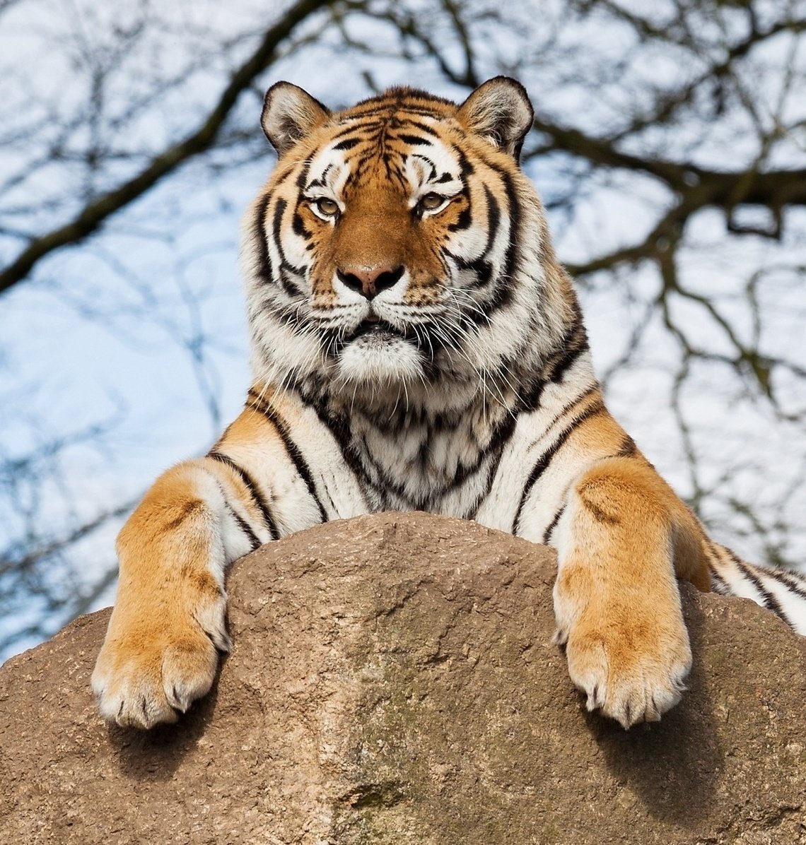 Тигр на скале - оригинал