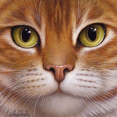 котик - кот - оригинал