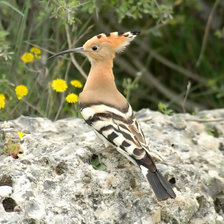 Схема вышивки «Удод»