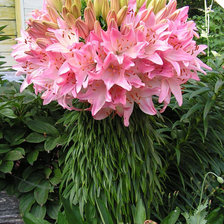 Схема вышивки «Букет»