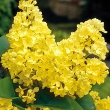 Схема вышивки «Желтая сирень»