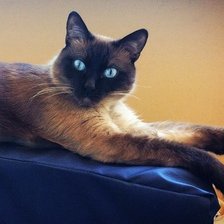 Схема вышивки «Кот Зефир»