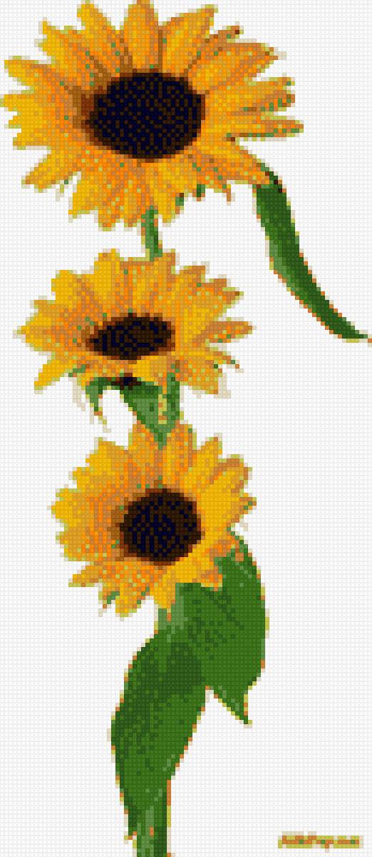 подсолнух - предпросмотр
