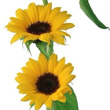 Схема вышивки «подсолнух»