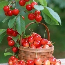 Схема вышивки «черешня»