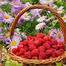 Схема вышивки «малина»