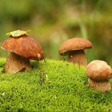 Схема вышивки «белые грибы»