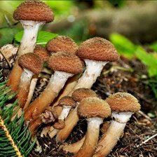 Схема вышивки «опята»