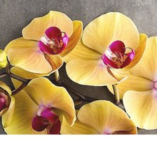 Схема вышивки «№1806965»