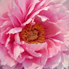 Схема вышивки «ПИОН»